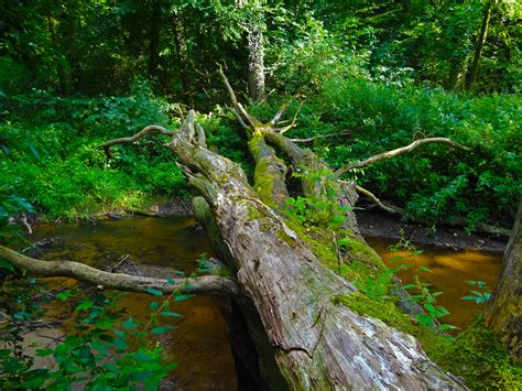 Kostenlose Foto Baum Natur Wald Bach Sumpf Wildnis Ast Brücke