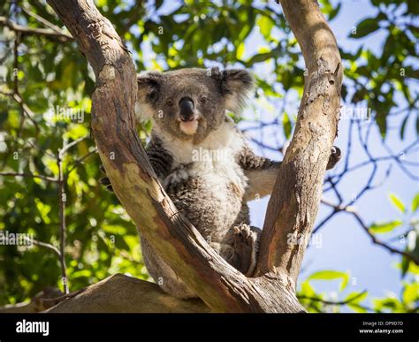 Koala Bear Sitting In A Tree In Australia Stock Photo Alamy