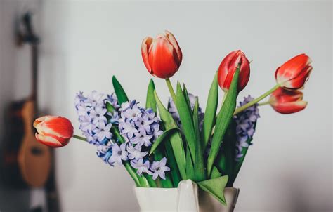 Free Images Guitar Petal Tulip Vase Red Color Indoors Lilacs