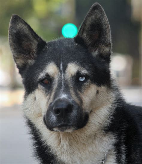 What do you call a Husky and German Shepherd mix?