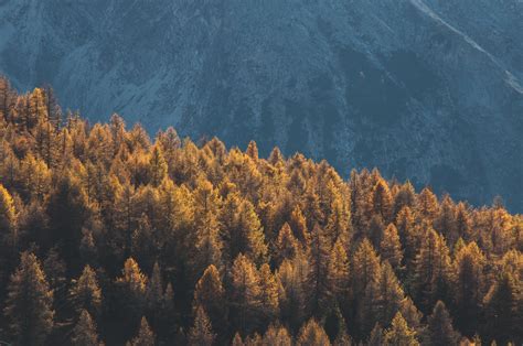 Forest Mountains Trees Tops Coniferous 4k Hd Nature 4k Wallpapers