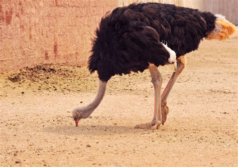 Do Ostriches Really Bury Their Heads In The Sand