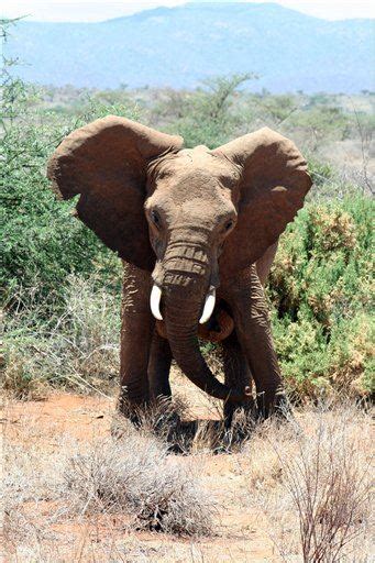Elephants Fear Of Bees May Help Save Them