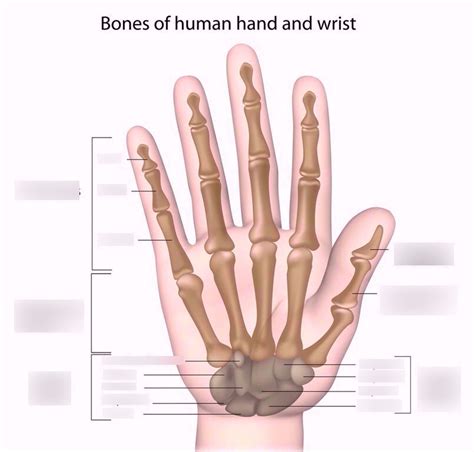 圖表·anatomy Bones Of Human Hand And Wrist Quizlet