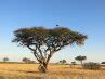 Things You Didn T Know About African Acacia Trees Page Afktravel