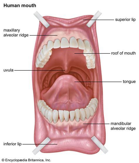 Alveolar Ridge Description Anatomy Facts Augmentation Britannica