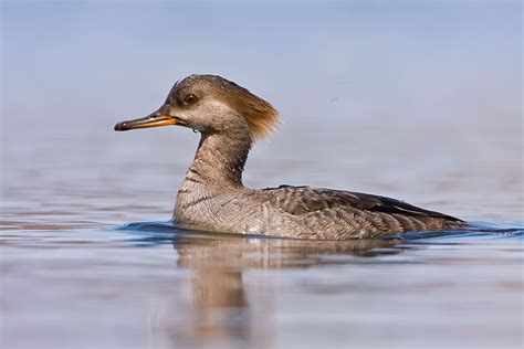 Hooded Merganser Hen Minnesota Birder