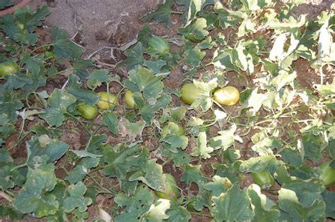 Therefore, it is good to supply the body necessity. Suzzy Q And Crew: Harvesting Korean Melon November 12, 2012
