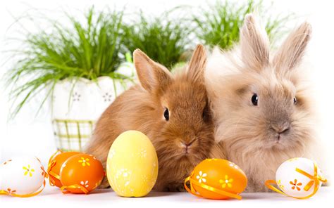 Cute Easter Bunny Wallpaper 58 Images