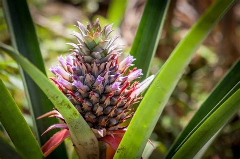 Red Pineapple Tropical Fruit Growing In A Nature Pineapples Plantation