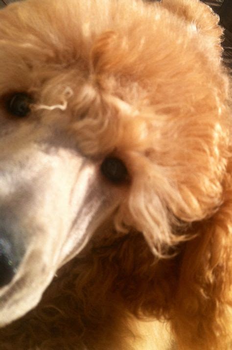 8 Best Orange Poodle Puppy Girls Images Poodle Pets Breeds