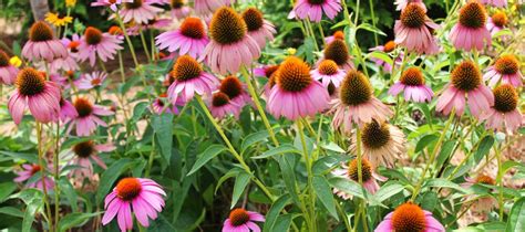Gardner flooring & design, montgomery, alabama. Capital City Master Gardener Association - Montgomery, AL