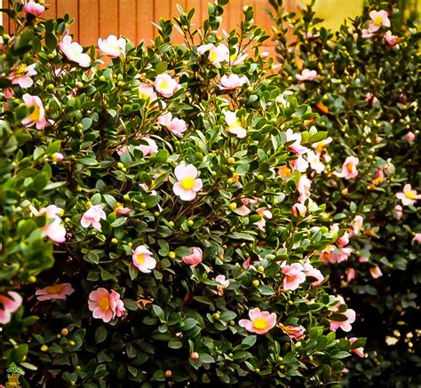 Pink Icicle Camellias For Sale Online The Tree Center