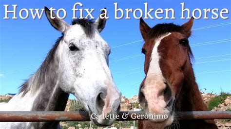 How To Fix A Broken Horse Horse Rescue Youtube