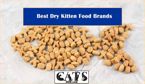Come and check out the guide we put together! The Best Dry Kitten Food Brands