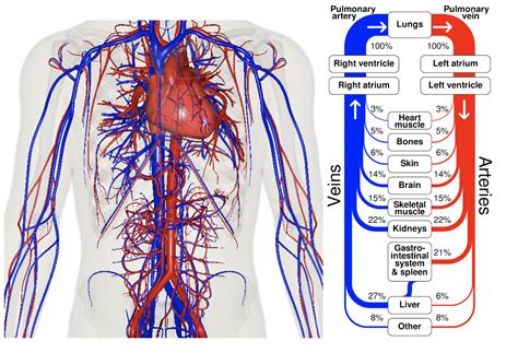 Circulatory System Veins And Arteries