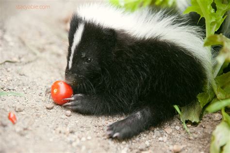 Indianapolis Pet Photographer Mr Relish The Baby Skunk Baby Skunks