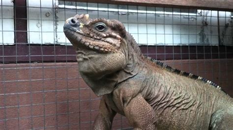 Green iguana, the best pet lizard? Dollar my Rhino iguana ... He's tame !! - YouTube