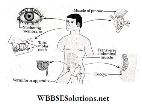 Wbbse Solutions For Class Life Science And Environment Chapter Evidence For The Theory Of