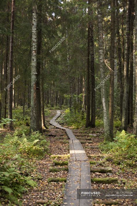 Wooden Pathway Stretching Through Forest — Woods Trees Stock Photo