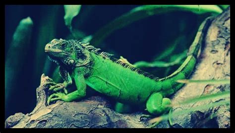 Maybe you would like to learn more about one of these? Terkeren 17+ Gambar Kartun Hewan Melata - Gani Gambar