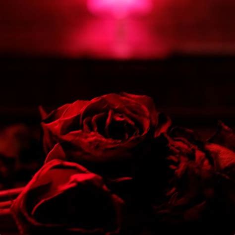 Schimbări în juriul „bravo, ai stil!. The Paper Kites - Roses (2021) | New Album Releases