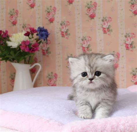 Cutest Thing In The Whole World Teacup Persian Kittens Teacup