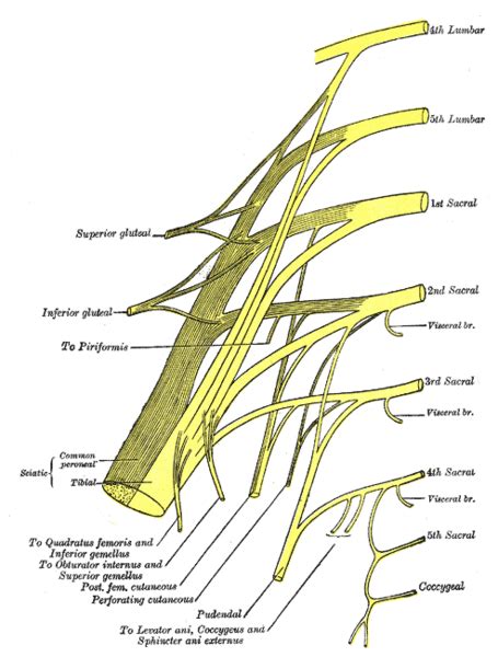 Pelvic Floor Anatomy Physiopedia