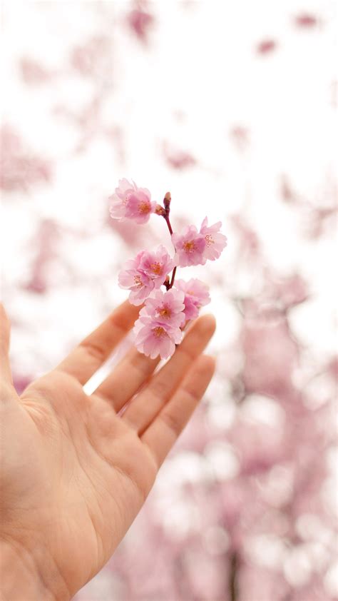 Nq45 Spring Cherry Blossom Bokeh Nature Wallpaper