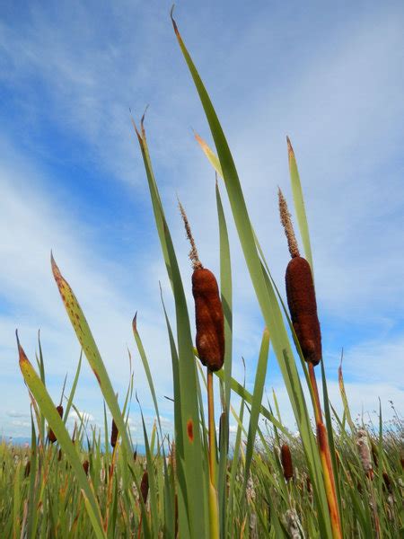 Free Stock Photos Rgbstock Free Stock Images Bulrushes