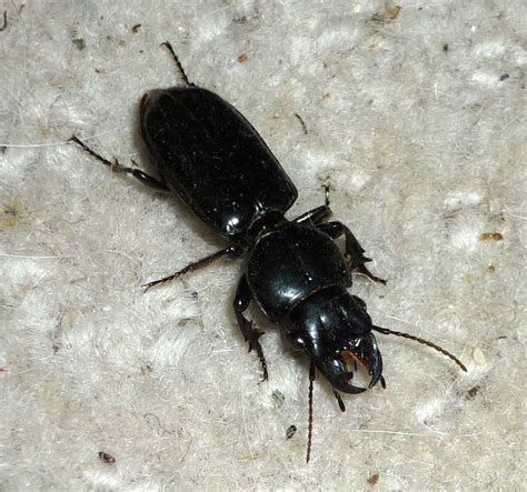 Big Headed Ground Beetle We Believe From Australia Whats That Bug