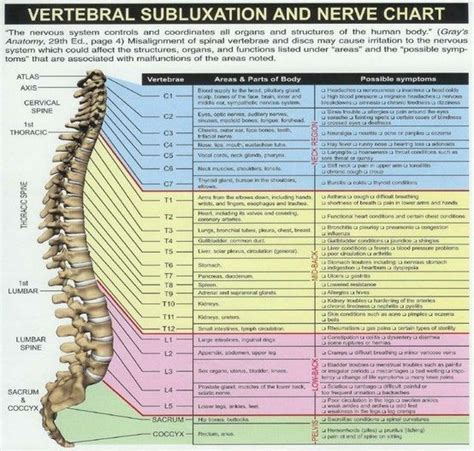 Spinal Chart Spine Health Massage Therapy Holistic Health