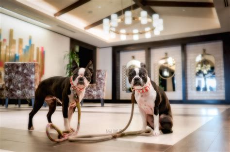 Are there any additional fees associated with renting a. Boston Terriers Review Kimpton Hotel Solamar San Diego ...