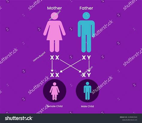Sex Determination Humans X Y Chromosome Stock Vector Royalty Free 2199403541 Shutterstock