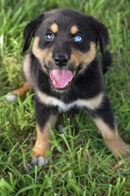 I may want to purchase one as well. The Rottweiler Husky Mix Puppies - Rottsky | The Husky Mix