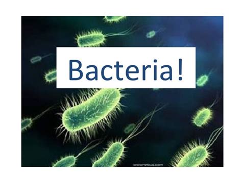 Bacteria Powerpoint Riset