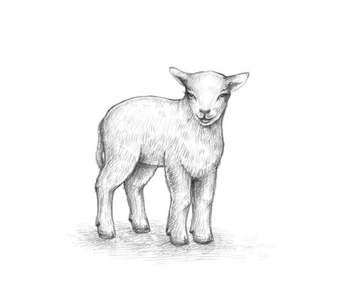 Baby Lamb Sketch At Explore Collection Of Baby