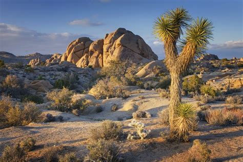 Joshua Tree National Park Proven Tips And Things To Do