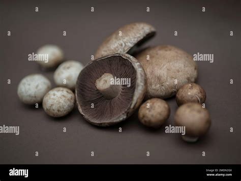 Crimini Mushrooms Portobello Baby Button Mushroom Champignon Edible