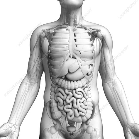 Human Internal Organs Artwork Stock Image F008 7616 Science