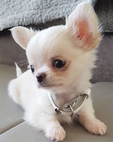 Chihuahua Chihuahua Perros Esponjosos Perros Mascotas Perros Lindos