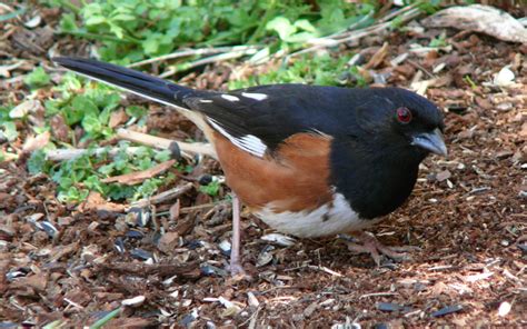 Eastern Towhee Birds Of Pennsylvania