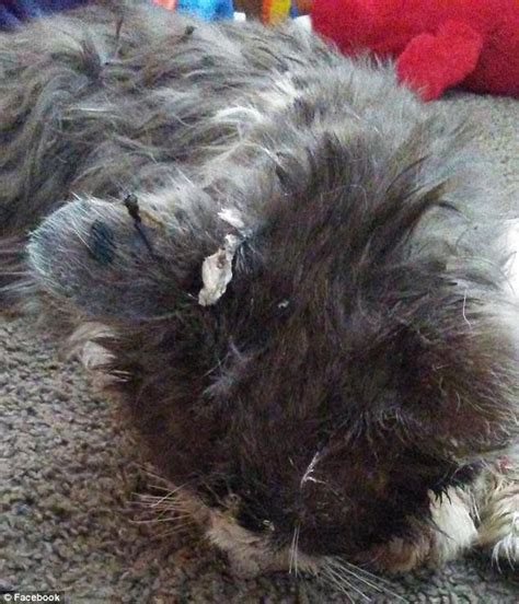 Cat Dies After It Was Beaten And Tortured With Hot Glue Daily Mail Online