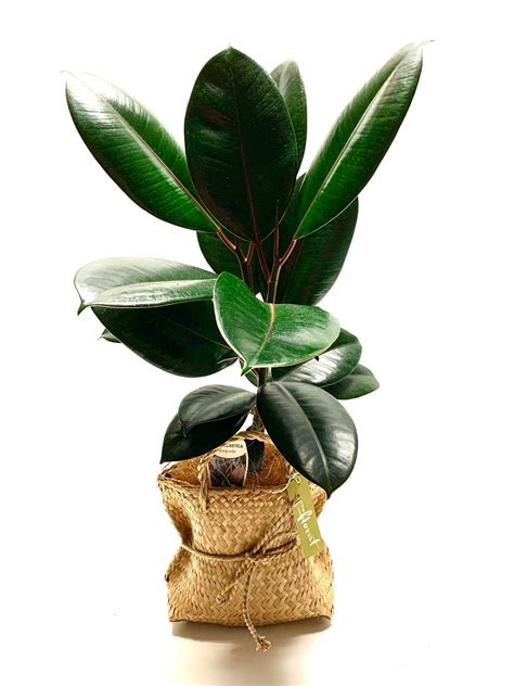 Burgundy Rubber Tree