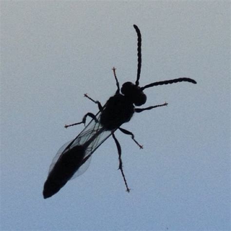 What Is This Black Flying Insect Nw United States Whatsthisbug