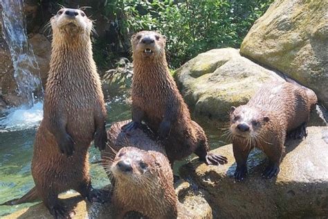 Help Wanted Buttonwood Park Zoo Is Hiring For A Zoo Caretaker Position