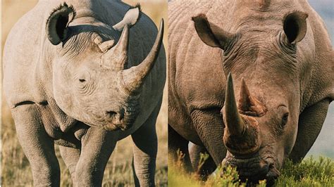 Explained Black Rhino Vs White Rhino — Viatu