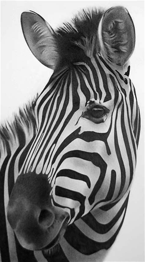 Zebra Drawing Animal Drawings Wild Animals Photography Zebra Art