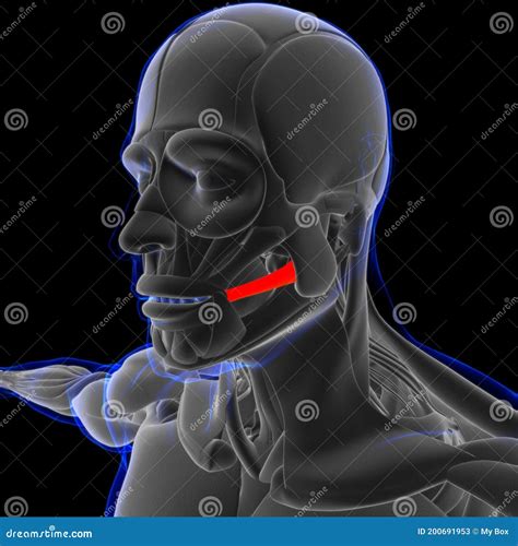 Risorius Muscle Anatomy For Medical Concept 3d Stock Illustration