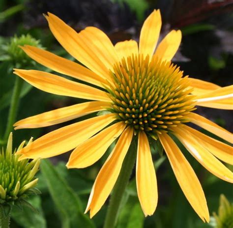 Idylle, frische landluft und freiheit: Blumen 2010: Die schönsten Blumen des Sommers - Bilder ...